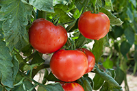 Cluster of heirloom tomatoes hanging on green leafy vines in a sunlit garden.
